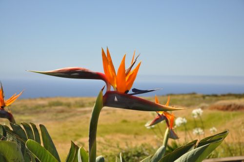 flowers plant nature