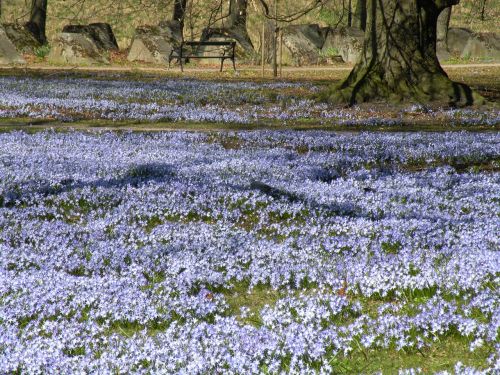 flowers scilla park