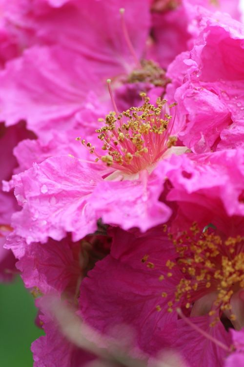 flowers pollen grain pink