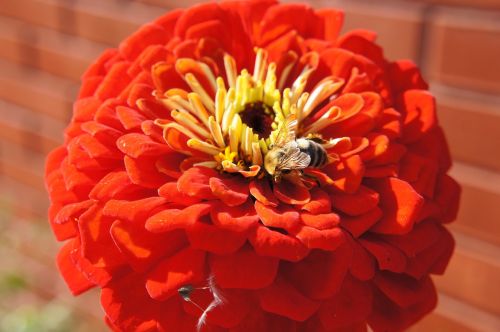 flowers bumblebee bee
