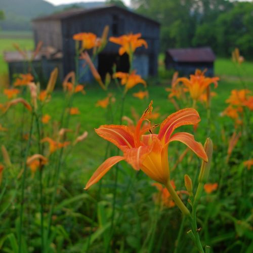 flowers barn nature