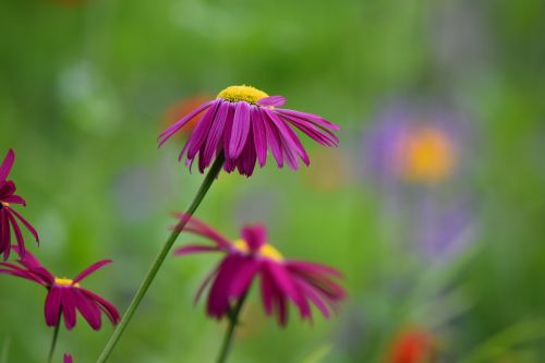 flowers color spring