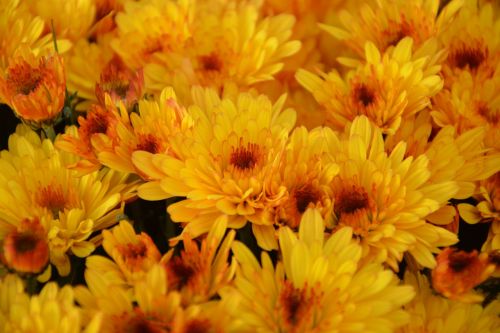 flowers mums color orange