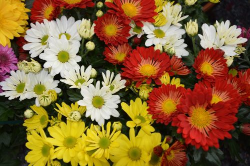 flowers flowers colors red white yellow nature