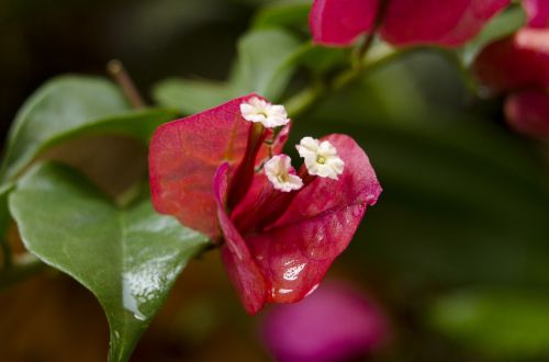 flowers affix close shot