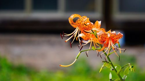 flowers nature plants