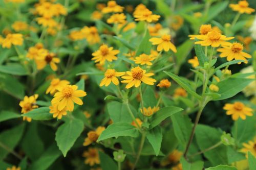 flowers yellow nature