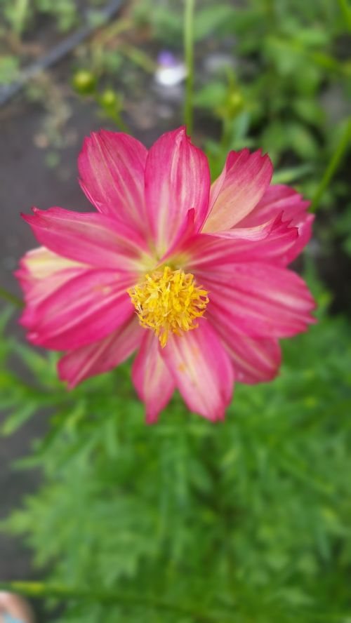 flowers cosmopolitan cosmos