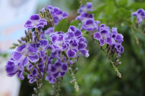 flowers little flower purple flowers