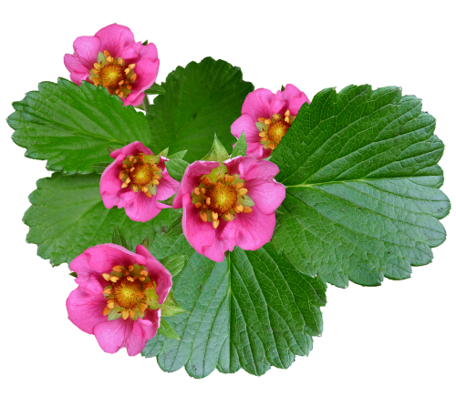 flowers pink strawberry