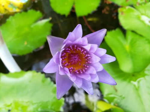 flowers purple lotus