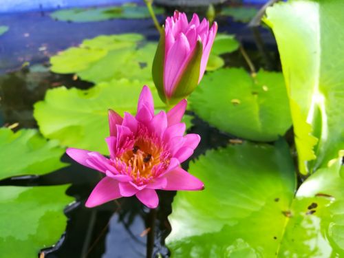 flowers lotus pink