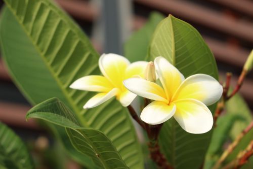 flowers yellow green