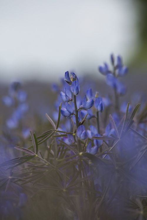 flowers plant nature