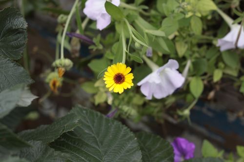 flowers vegetable garden flora