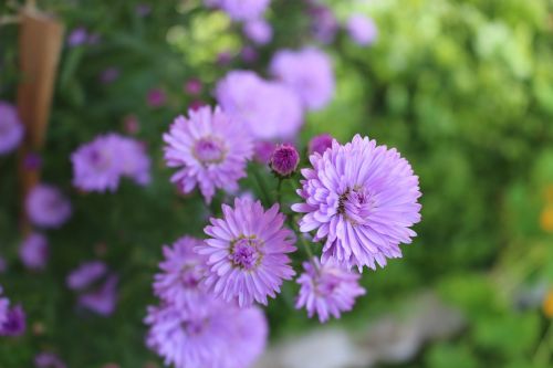 flowers color nature