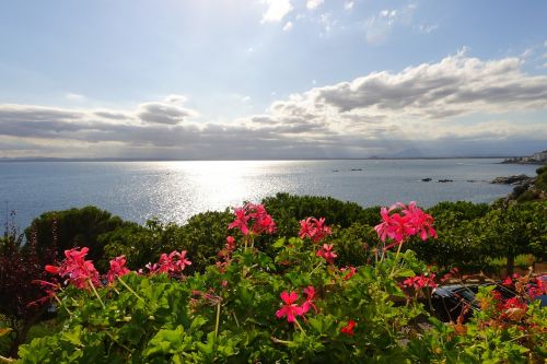 flowers landscape nature