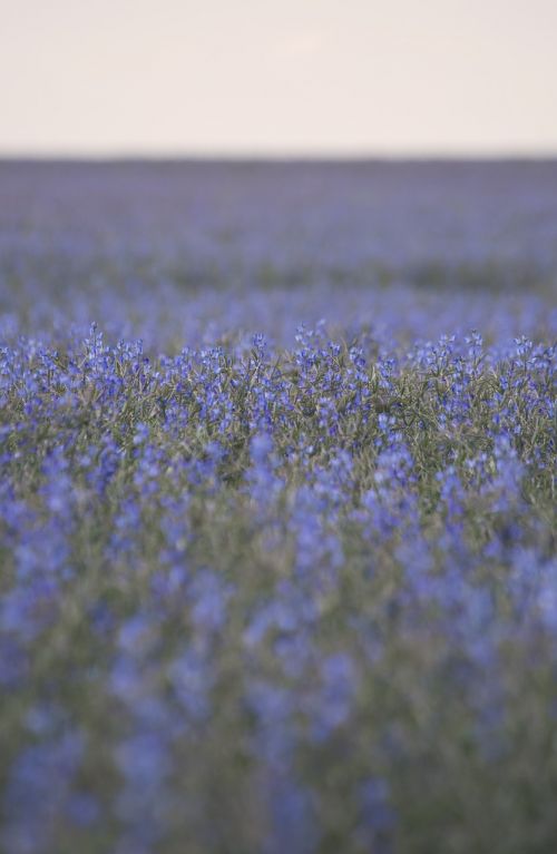 flowers plant field