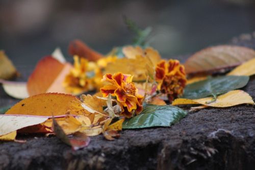 flowers rain autumn