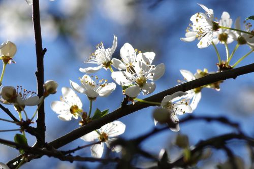 flowers spring white