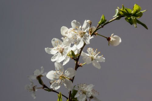 flowers white mirabelle