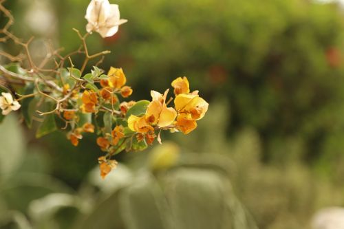 flowers yellow yellow flower