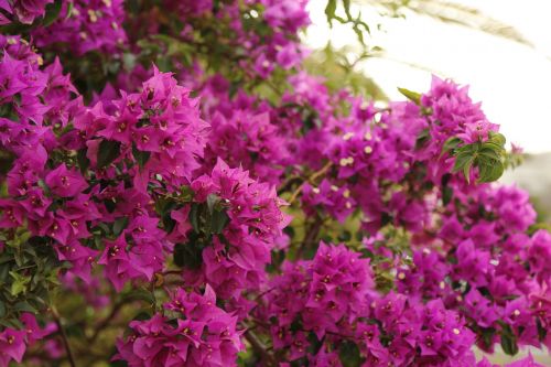 flowers yellow yellow flower