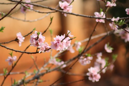 flowers spring pink