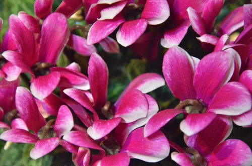 flowers cyclamen nature