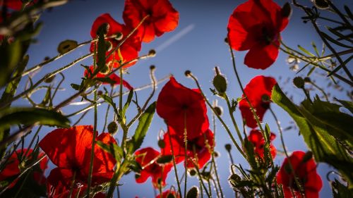 flowers poppies red