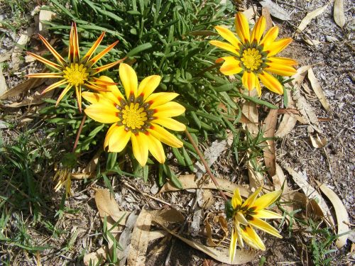 flowers yellow wild flowers summer