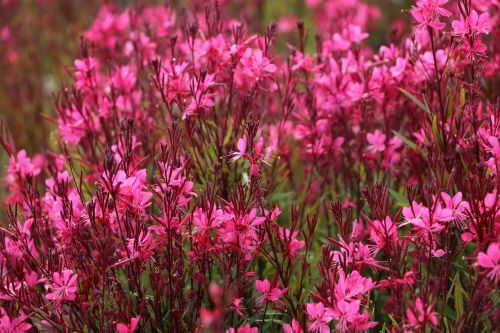 flowers nature pink