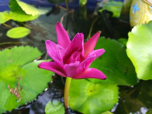 flowers pink lotus