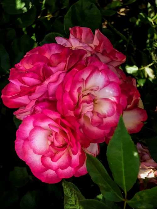 flowers flora pink and white