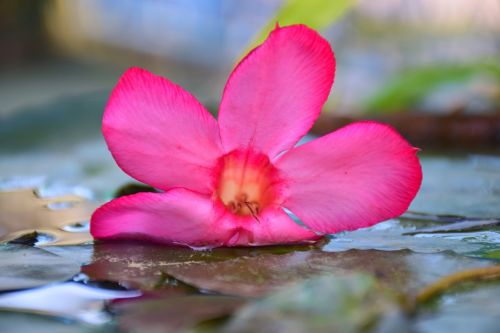flowers pink floating