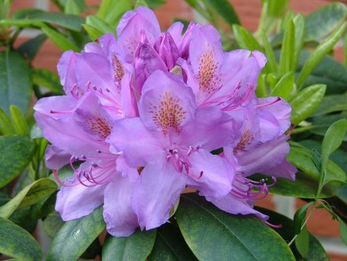 flowers rhododendron flowers purple