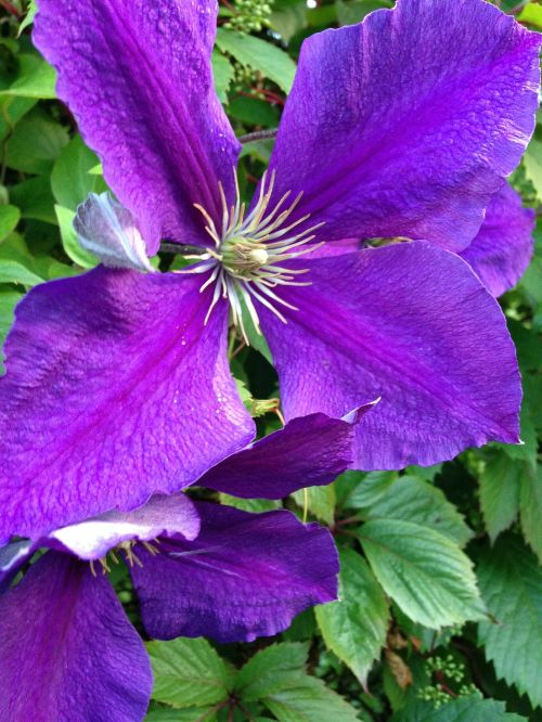 flowers blue flower botany