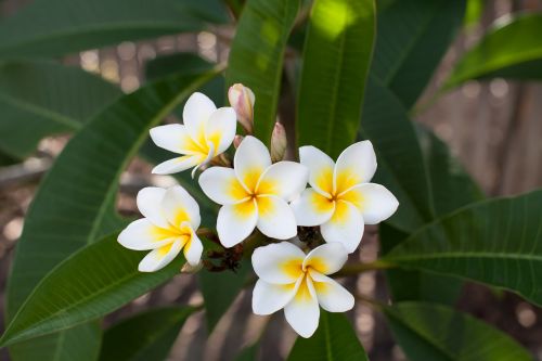 flowers frangipani plumeria rubra