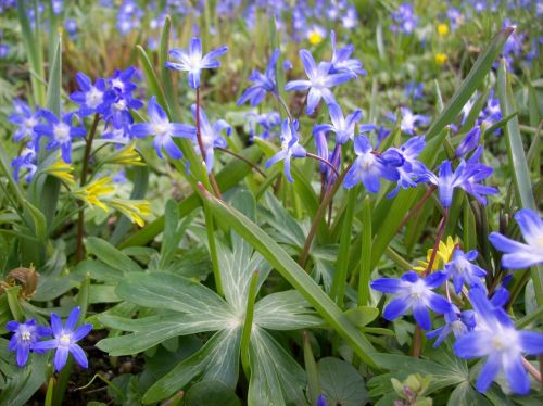 flowers flower meadow wild flowers