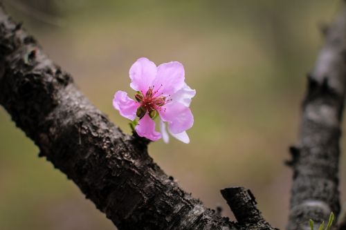 flowers pink wood
