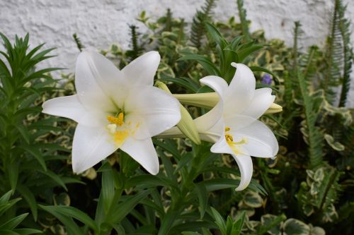 flowers plants white flower