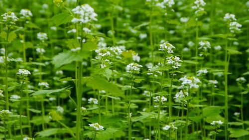 flowers flower white