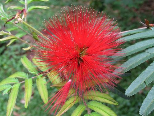 flowers nature field