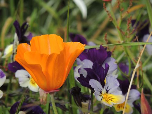 flowers garden tulip