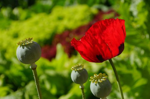 flowers poppy red poppy