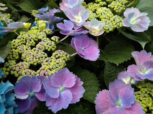 flowers tree purple