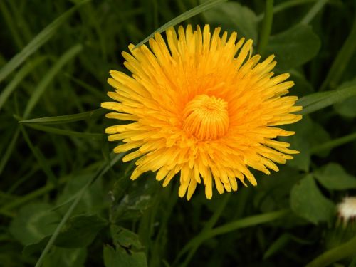 flowers dandelion summer