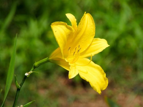 flowers field yellow