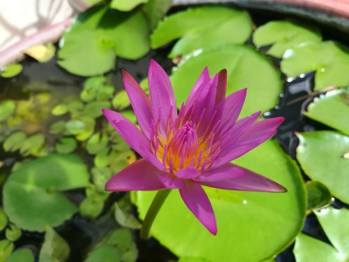 flowers lotus lotus basin