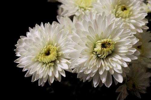 flowers white handsomely